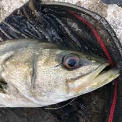 アジの泳がせでスズキが釣れました