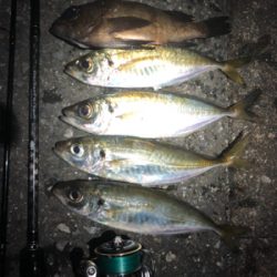 無風なのでついついアジング