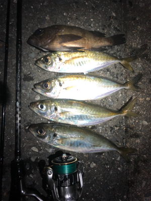 無風なのでついついアジング