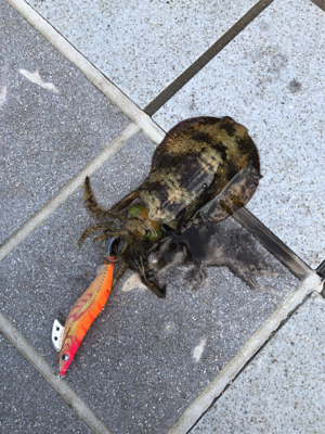 淡路島ランガンDAY