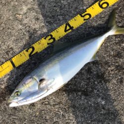 朝まずめを逃さず