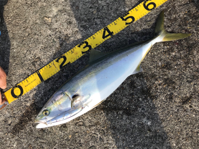 朝まずめを逃さず