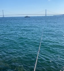 アオリイカ釣行