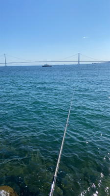 アオリイカ釣行