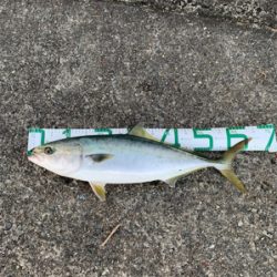 初の武庫川一文字