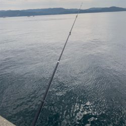 カゴ釣りデビュー