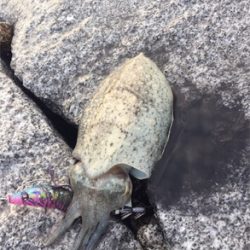 タコからエギング