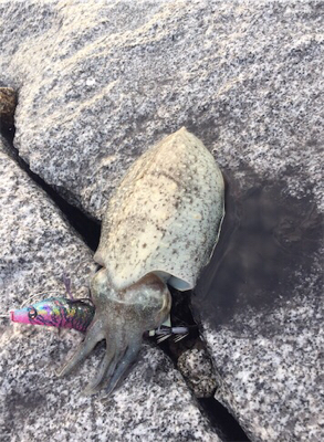 タコからエギング