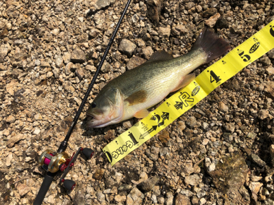 出ました「ゴーマル」GUNNING-STY…