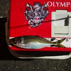 アジング練習 204