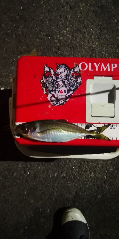 アジング練習 204