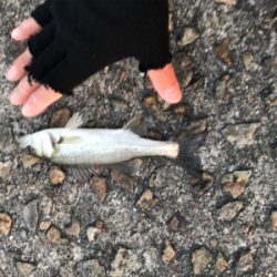 ショアジギング