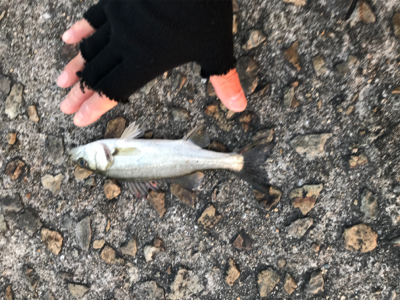 ショアジギング