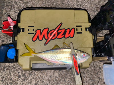 常夜灯　ボトムドリフト