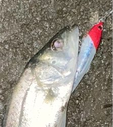 シーバスフィッシングのはずが