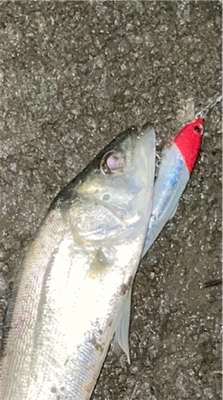 シーバスフィッシングのはずが