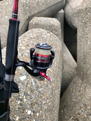 まだアオリイカ  釣れます(^^)