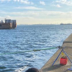 武庫一サゴシ好調そう