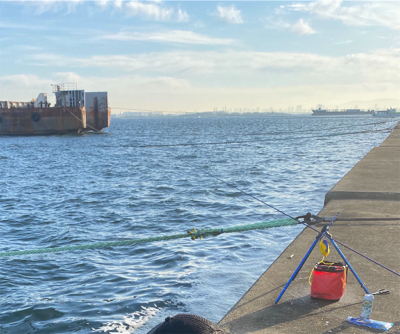 武庫一サゴシ好調そう