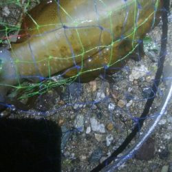 障泥烏賊4杯　チビハタ1匹