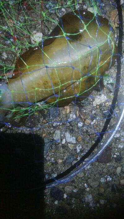 障泥烏賊4杯　チビハタ1匹