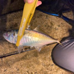 久々のデカメバル♪