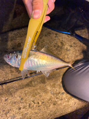 久々のデカメバル♪