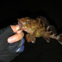 新波止で初アジング!