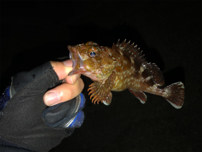 新波止で初アジング！