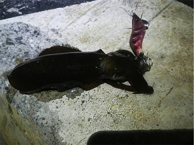 まだまだ釣れる