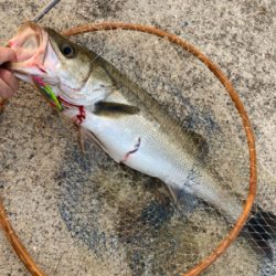 久しぶりの釣果