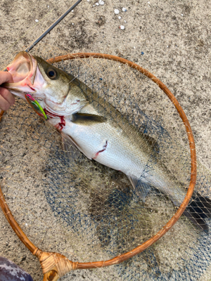 久しぶりの釣果