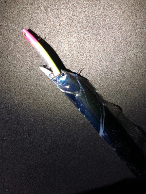 ウェーディングでさえもタチウオ