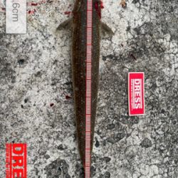 まあまあサイズの。。