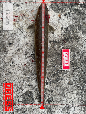 まあまあサイズの。。