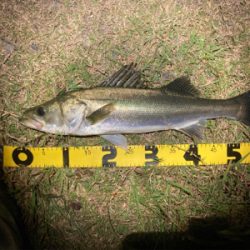 スミス（サラナ80f）でシーバスフィッシング