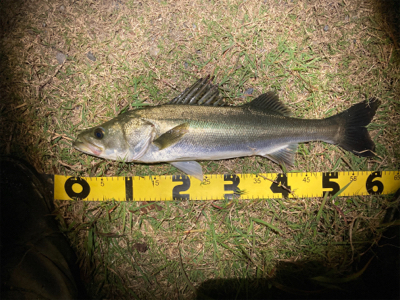 スミス（サラナ80f）でシーバスフィッシング