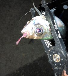 爆風アジング(1時間)