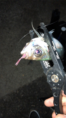 爆風アジング(1時間)