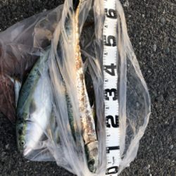 青物大きくなってきました