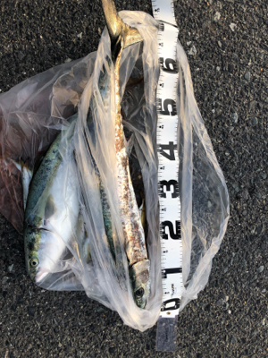 青物大きくなってきました