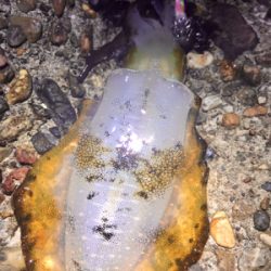 月夜でアオリイカ  GET＼(^o^)／