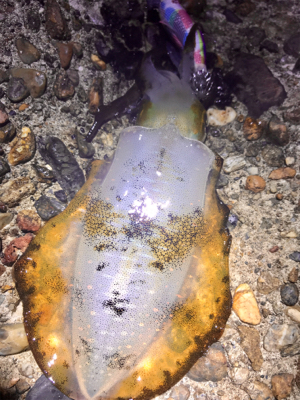 月夜でアオリイカ  GET＼(^o^)／