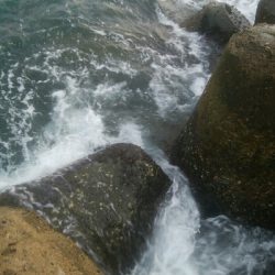 雨上がりに、障泥烏賊1杯