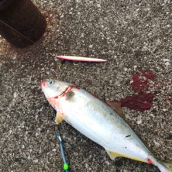 〜県南釣行〜青物リベンジ