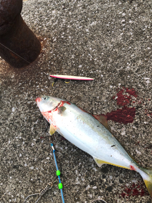 〜県南釣行〜青物リベンジ