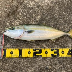 ハマチゲッツ！