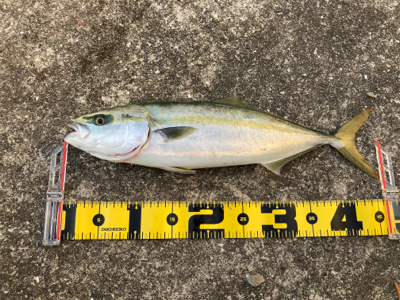 ハマチゲッツ！