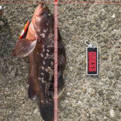 ☆10年物アコウ