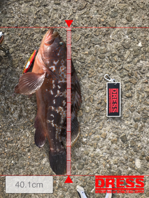 ☆10年物アコウ